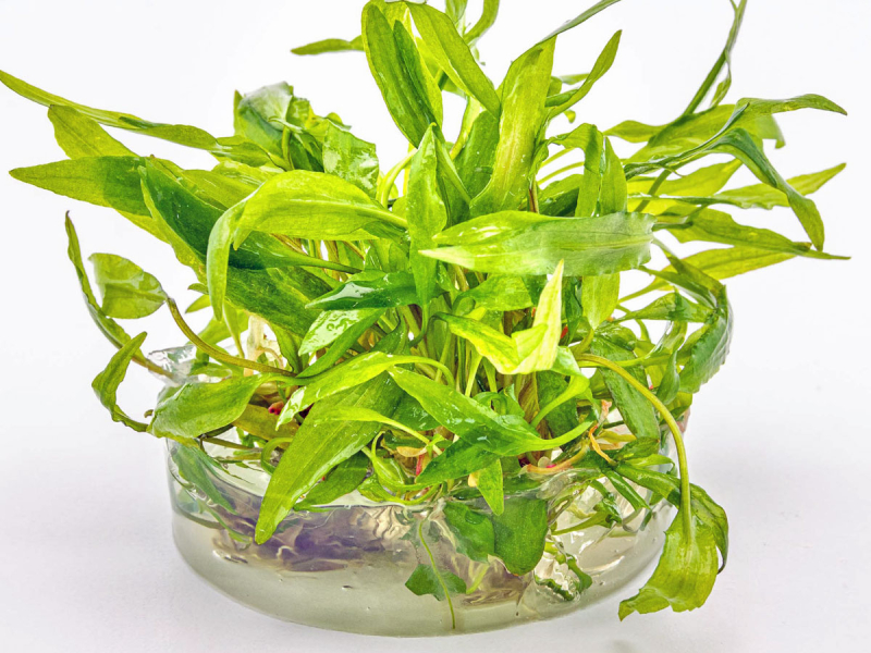Breitblättriger Wasserkelch - Cryptocoryne wendtii 'Broad Leaf' in vitro